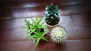Aloe, Sempervivum и Echinocactus
