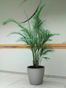 Areca lutescens