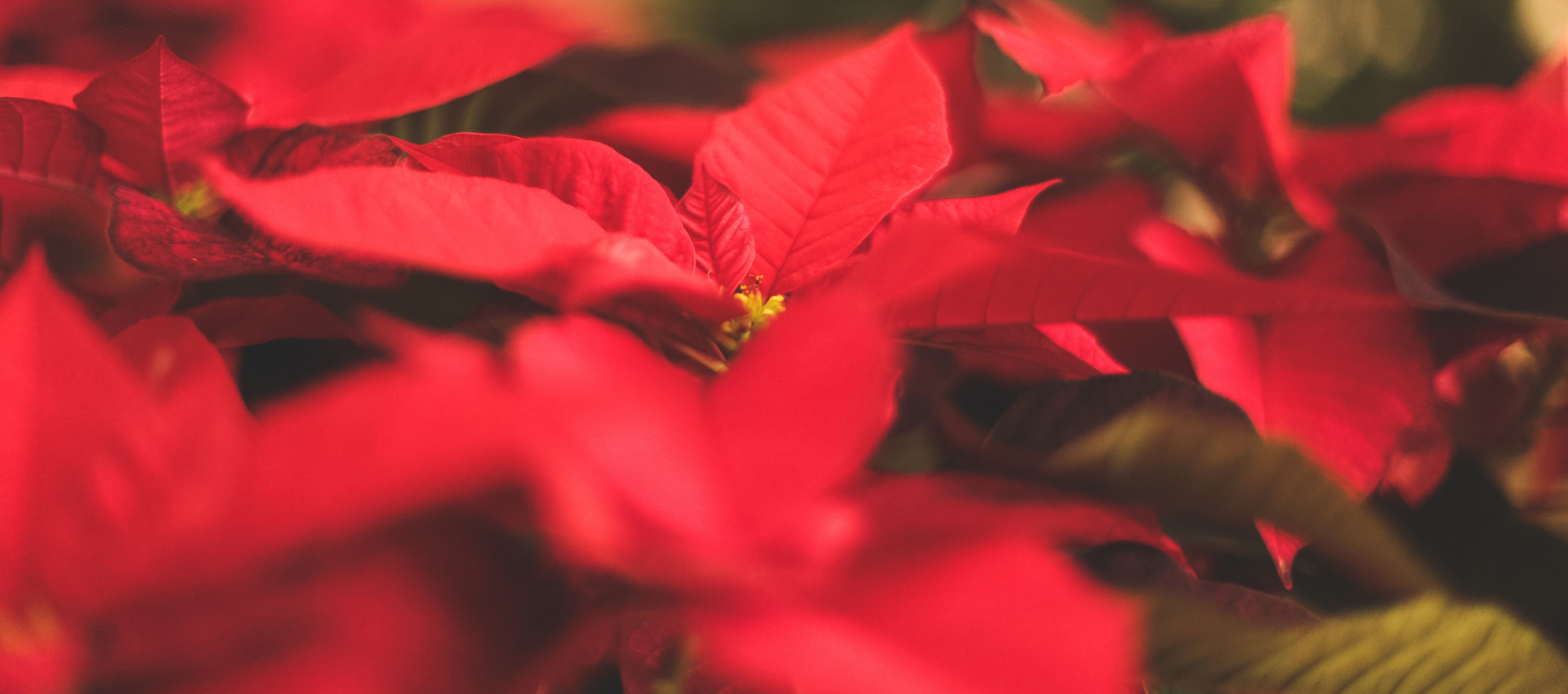 Как да се грижим за Коледната звезда (Poinsettia)