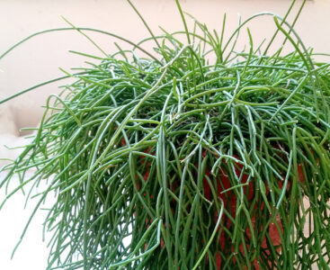 Какво не знаем за кактуса Rhipsalis cassutha