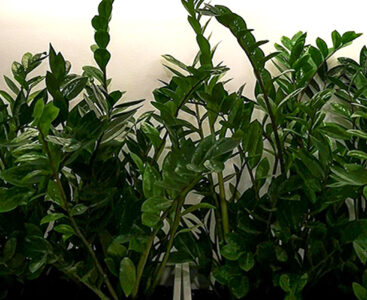Как да се грижим за Zamioculcas zamiifolia