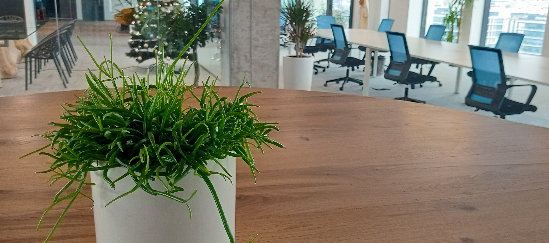 Интериорно озеленяване на офиса – от огледа до поддръжката
