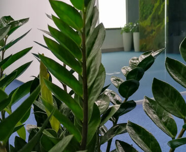 10 растения за тъмните помещения в офиса