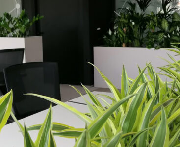 Растения под наем за офиса – много ползи, едно решение